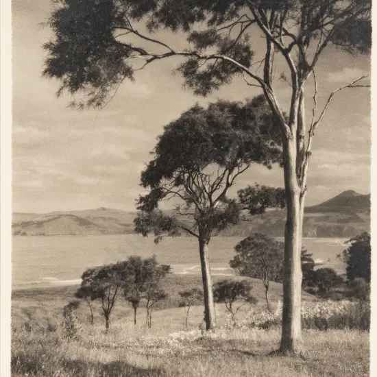 George Chance - Kowhai trees Otago Coast NZ