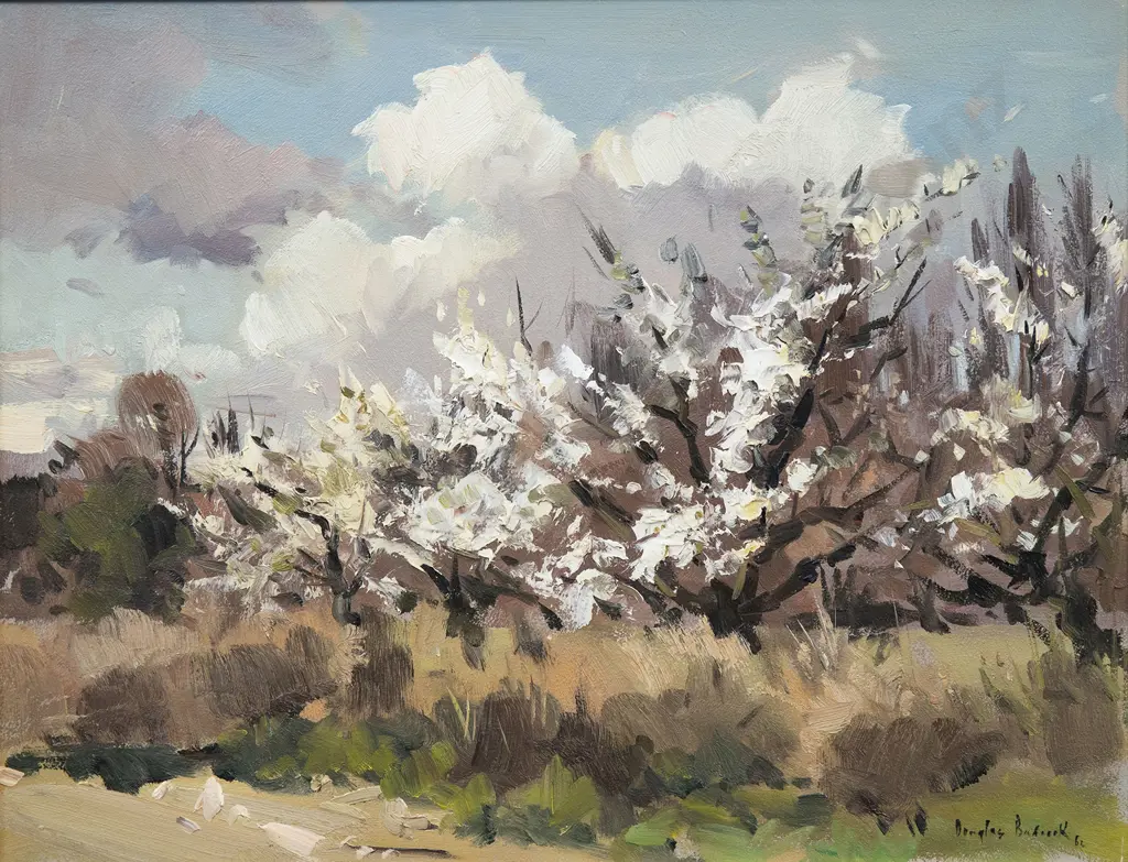 Douglas Badcock (1922 - 2009) - Orchard Blossom in Central Otago Image 1++