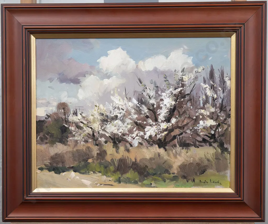 Douglas Badcock (1922 - 2009) - Orchard Blossom in Central Otago Image 1++