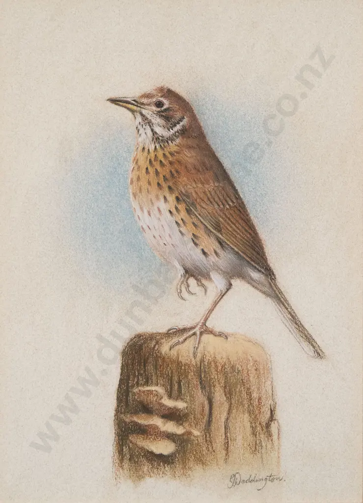 Phillip Waddington - Three Bird Studies Image 1++