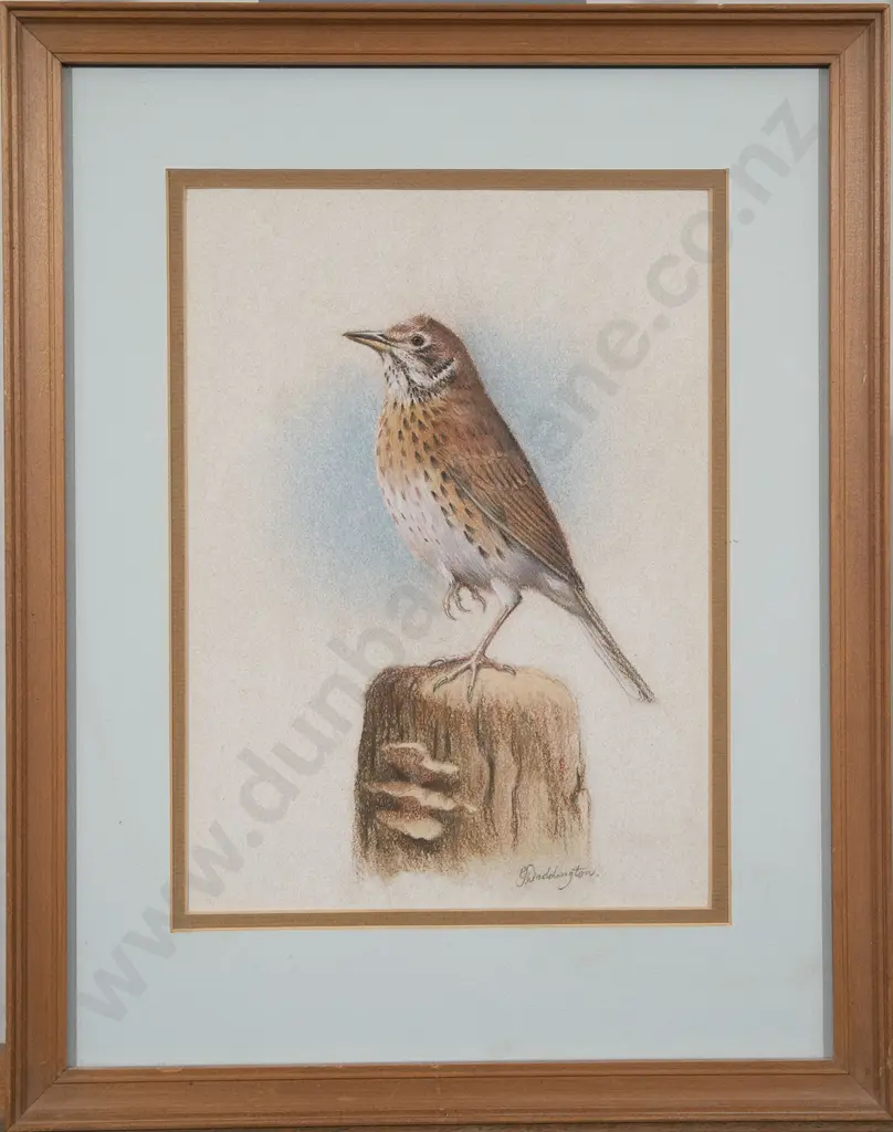 Phillip Waddington - Three Bird Studies Image 1++