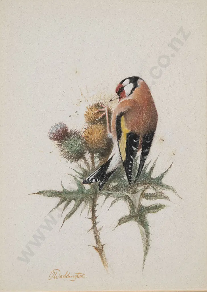 Phillip Waddington - Three Bird Studies Image 1++