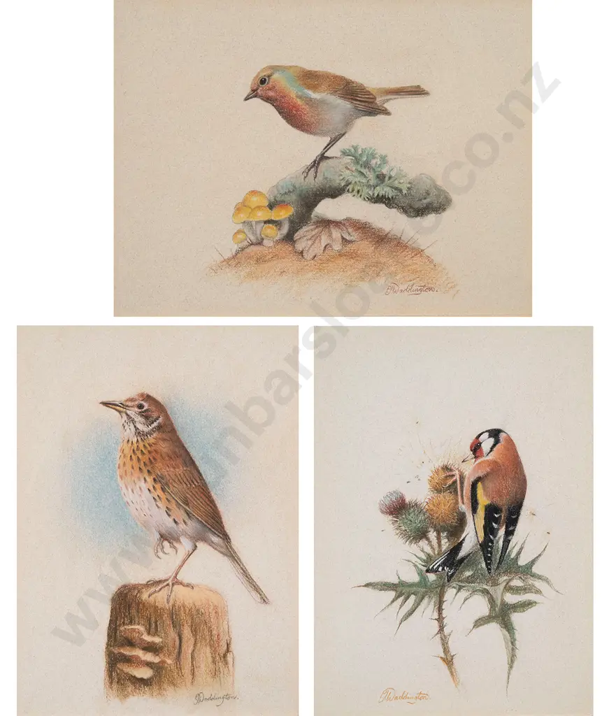 Phillip Waddington - Three Bird Studies Image 1++