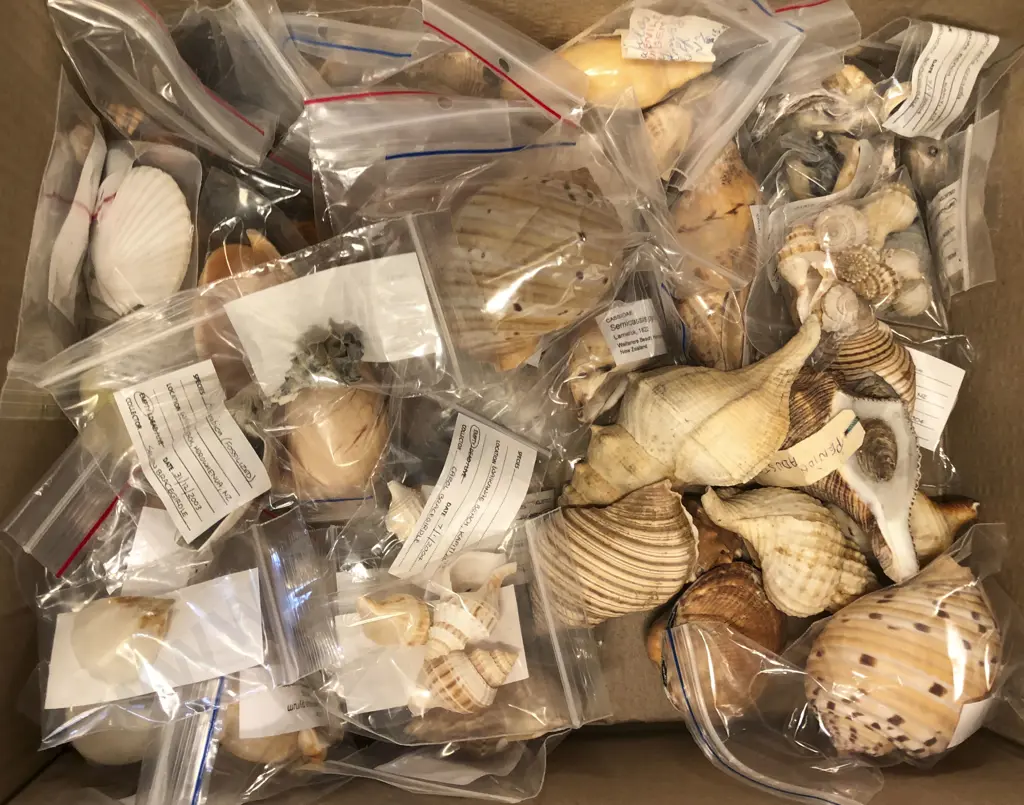 Box of Assorted Shells Image 1++
