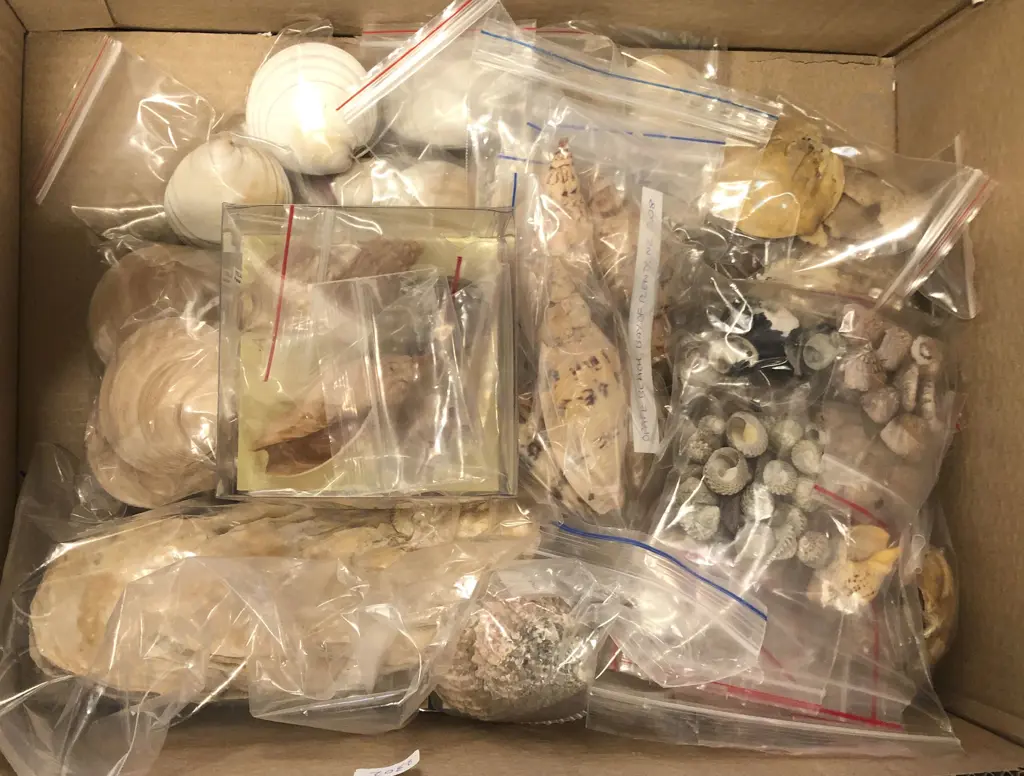 Box of Assorted Shells Image 1++