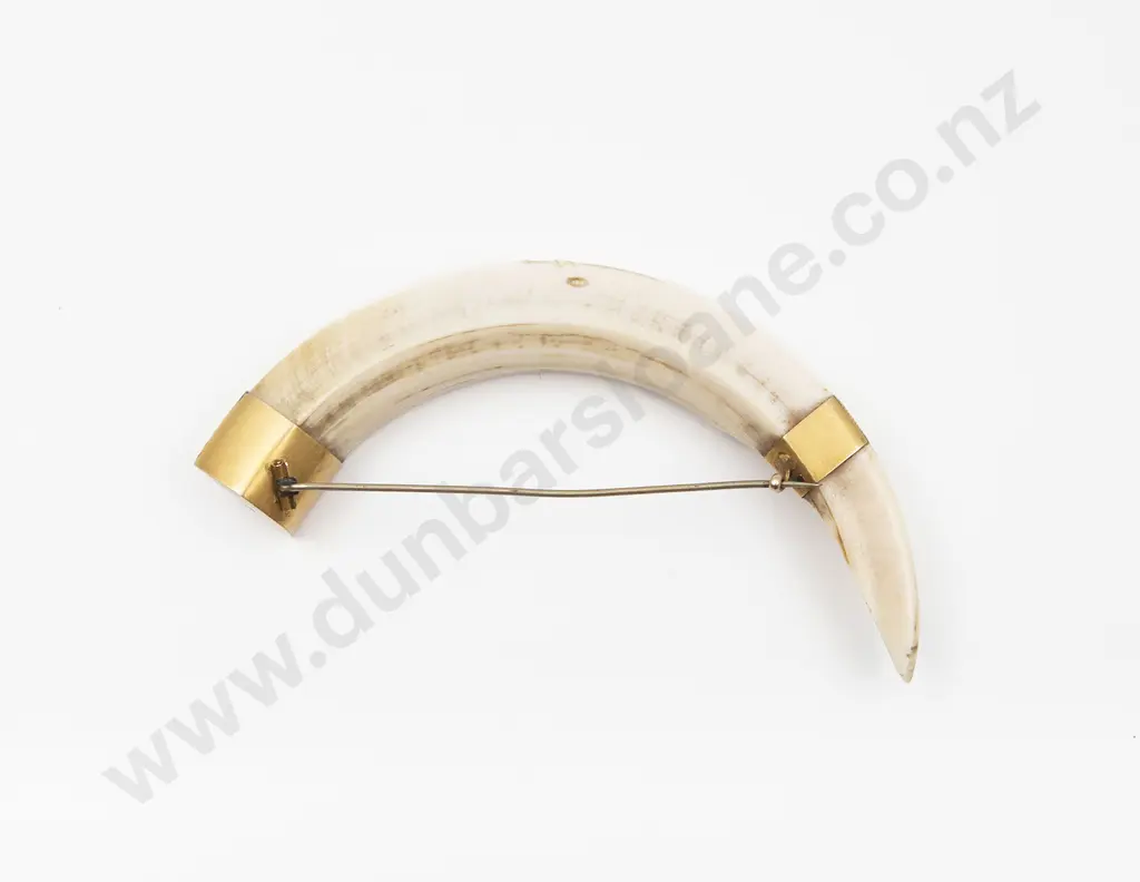 NZ Colonial 10ct Mounted Boar Tusk Brooch Image 1++