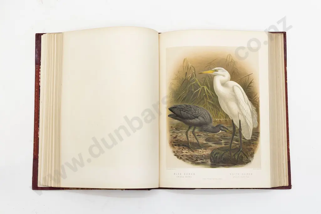 Buller Sir Walter Lawry - A History of the Birds of New Zealand (2 Volumes) Image 1++