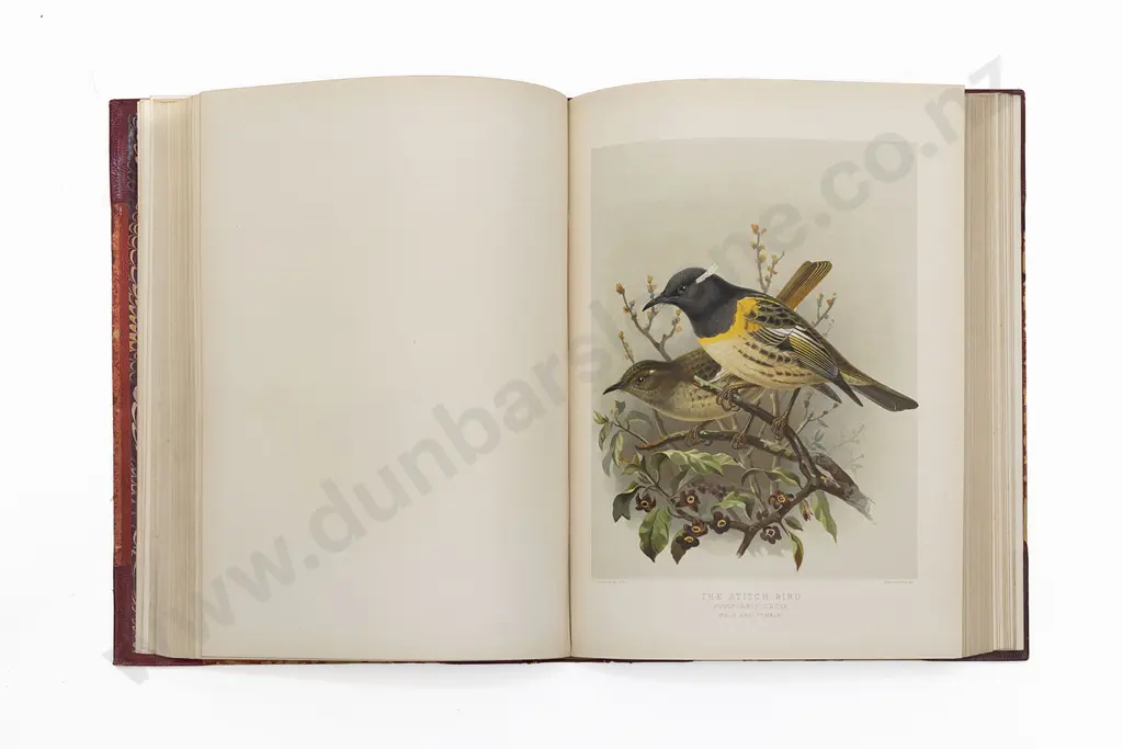 Buller Sir Walter Lawry - A History of the Birds of New Zealand (2 Volumes) Image 1++