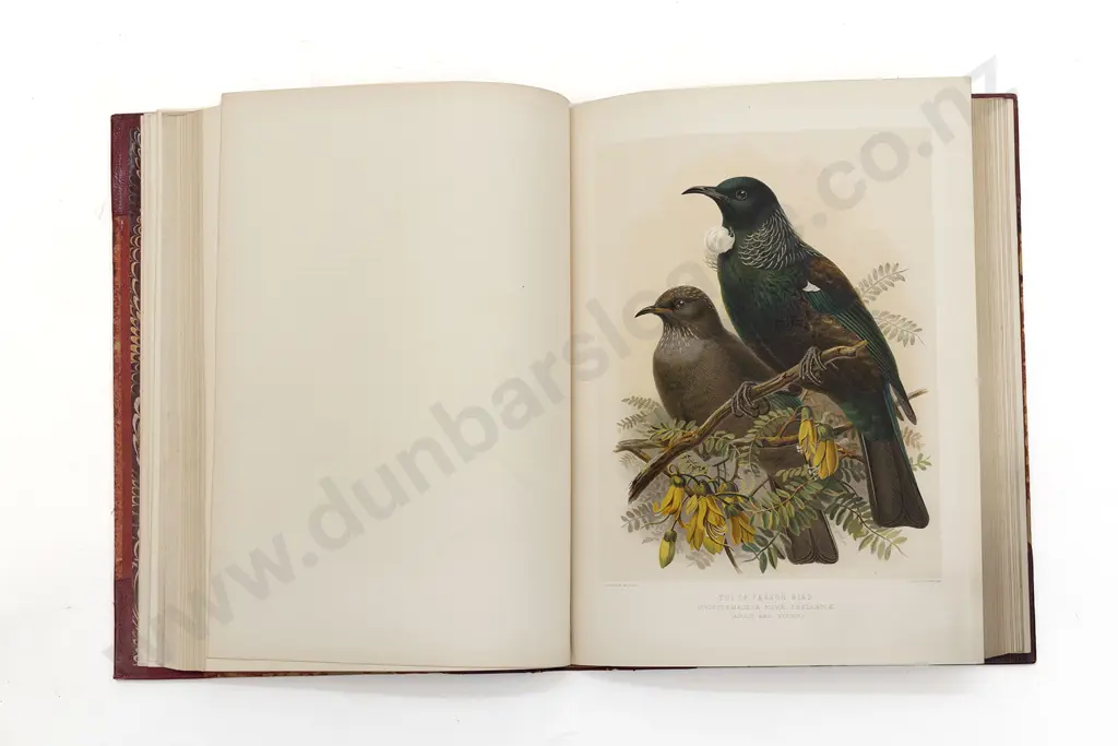 Buller Sir Walter Lawry - A History of the Birds of New Zealand (2 Volumes) Image 1++
