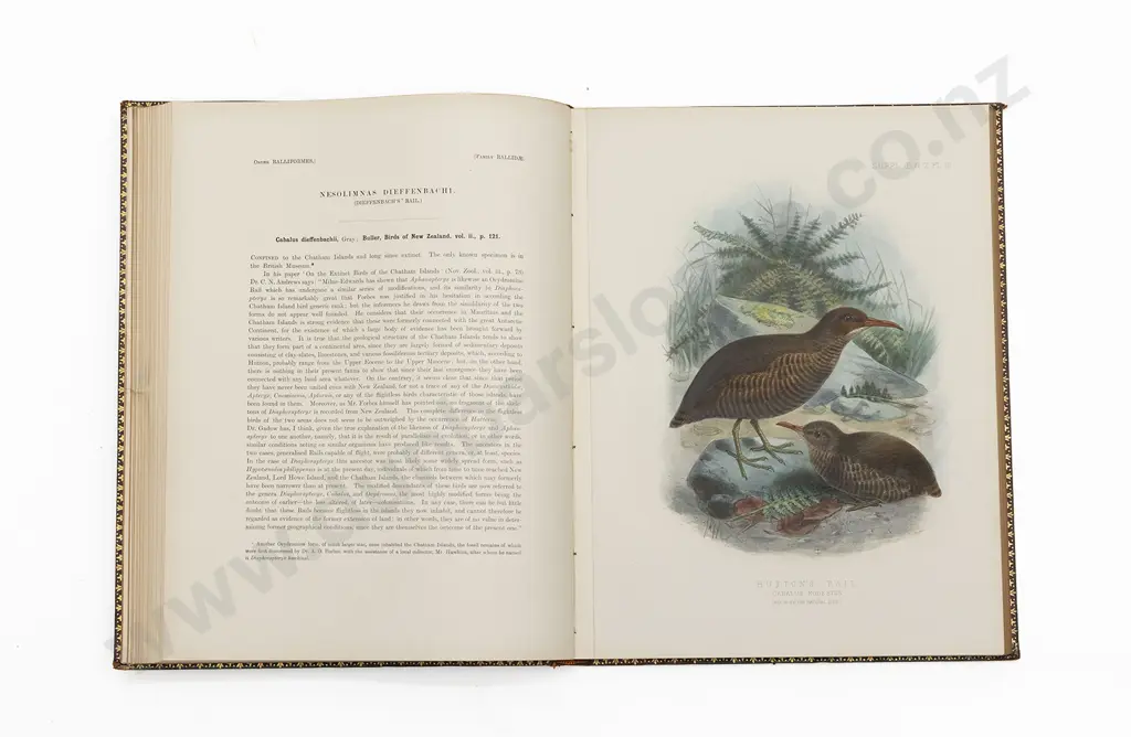 Buller, Sir Walter Lawry, Supplement to the "Birds Of  New Zealand" (2 Volumes) Image 1++