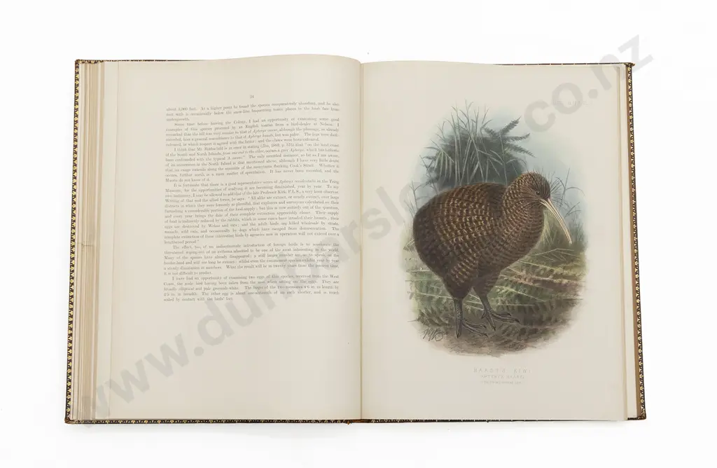 Buller, Sir Walter Lawry, Supplement to the "Birds Of  New Zealand" (2 Volumes) Image 1++