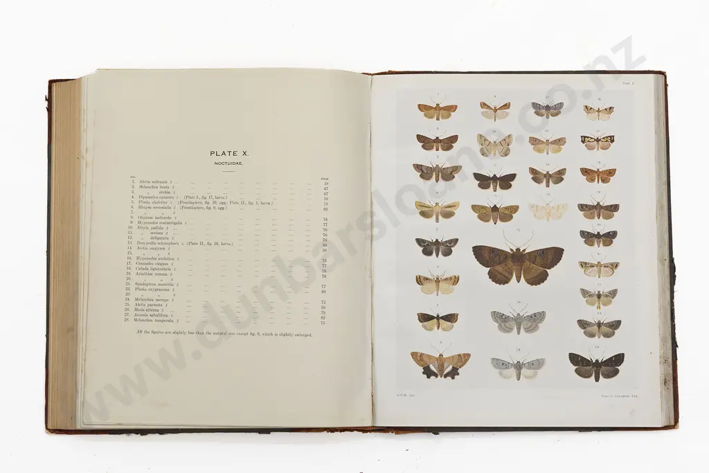 Hudson G V - The Butterflies And Moths Of New Zealand Image 1++