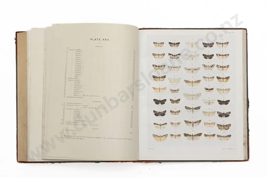 Hudson G V - The Butterflies And Moths Of New Zealand Image 1++