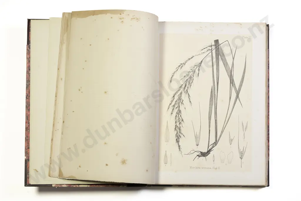 Buchanan John - The Indigenous Grasses of New Zealand Image 1++