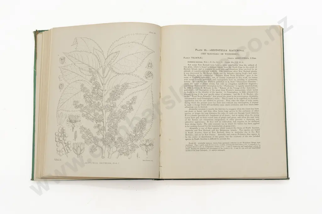Four Books on New Zealand Flora. The Forrest Flora of New Zealand by T. Kirk x 2. Illustrations of the New Zealand Flora Image 1++