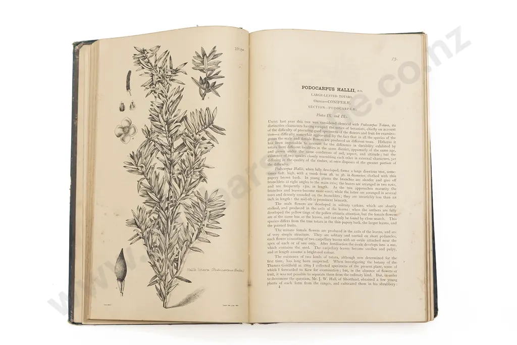 Four Books on New Zealand Flora. The Forrest Flora of New Zealand by T. Kirk x 2. Illustrations of the New Zealand Flora Image 1++