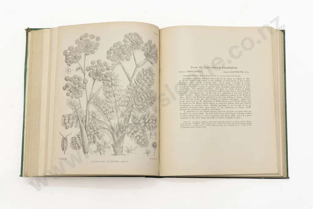 Four Books on New Zealand Flora. The Forrest Flora of New Zealand by T. Kirk x 2. Illustrations of the New Zealand Flora Image 1++
