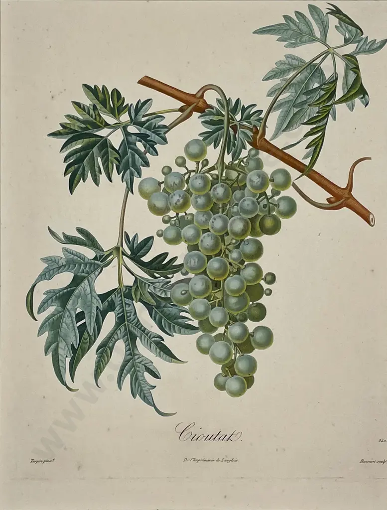 2 Lithographic Fruit Prints "Cioutat" & 'Citrus-Citronier" Image 1++