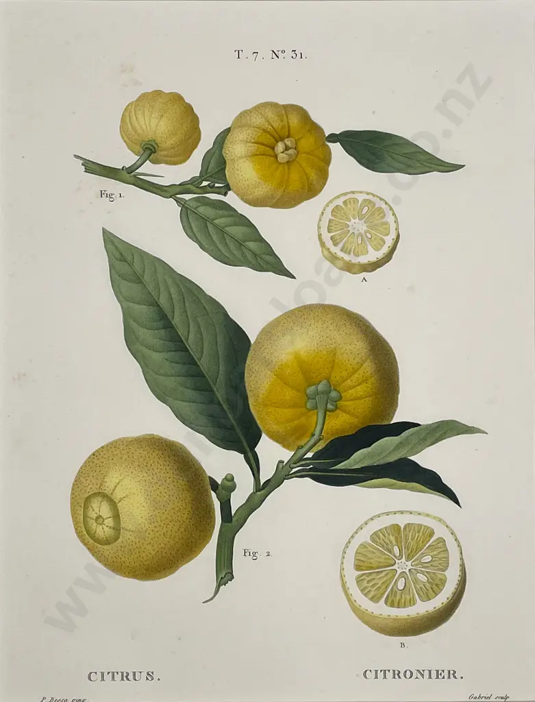 2 Lithographic Fruit Prints "Cioutat" & 'Citrus-Citronier" Image 1++