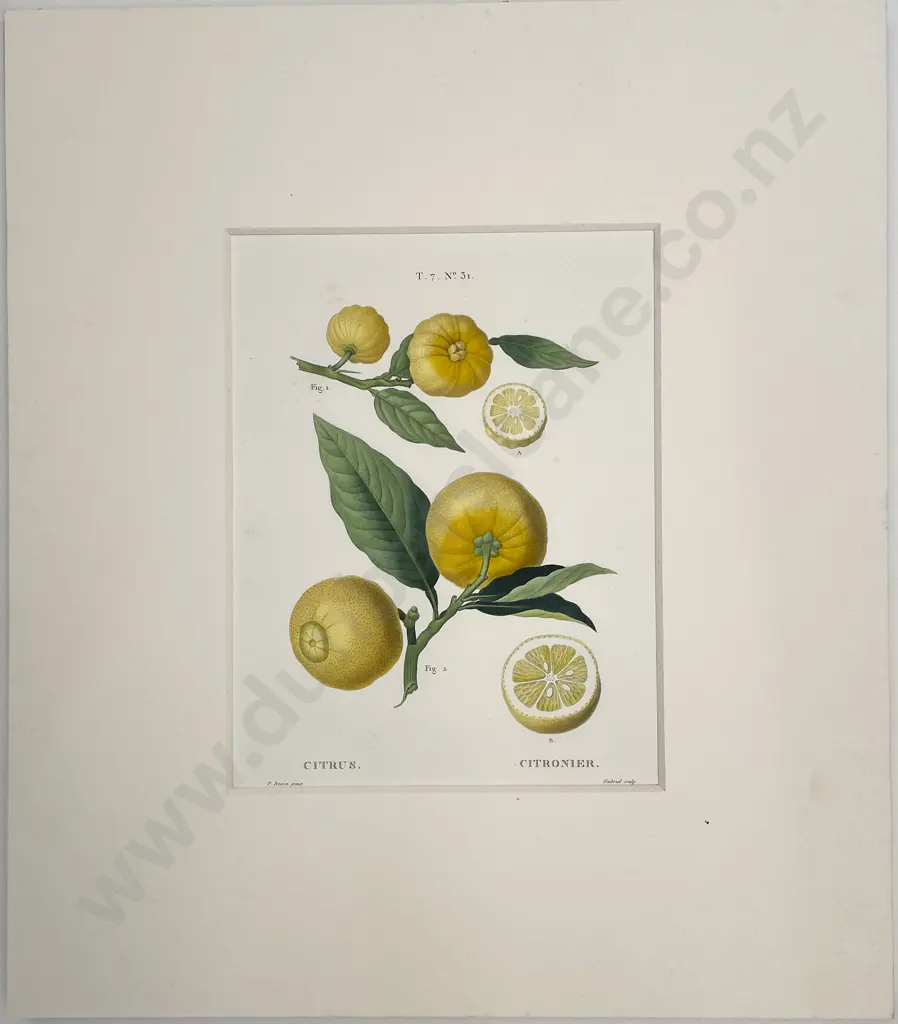 2 Lithographic Fruit Prints "Cioutat" & 'Citrus-Citronier" Image 1++