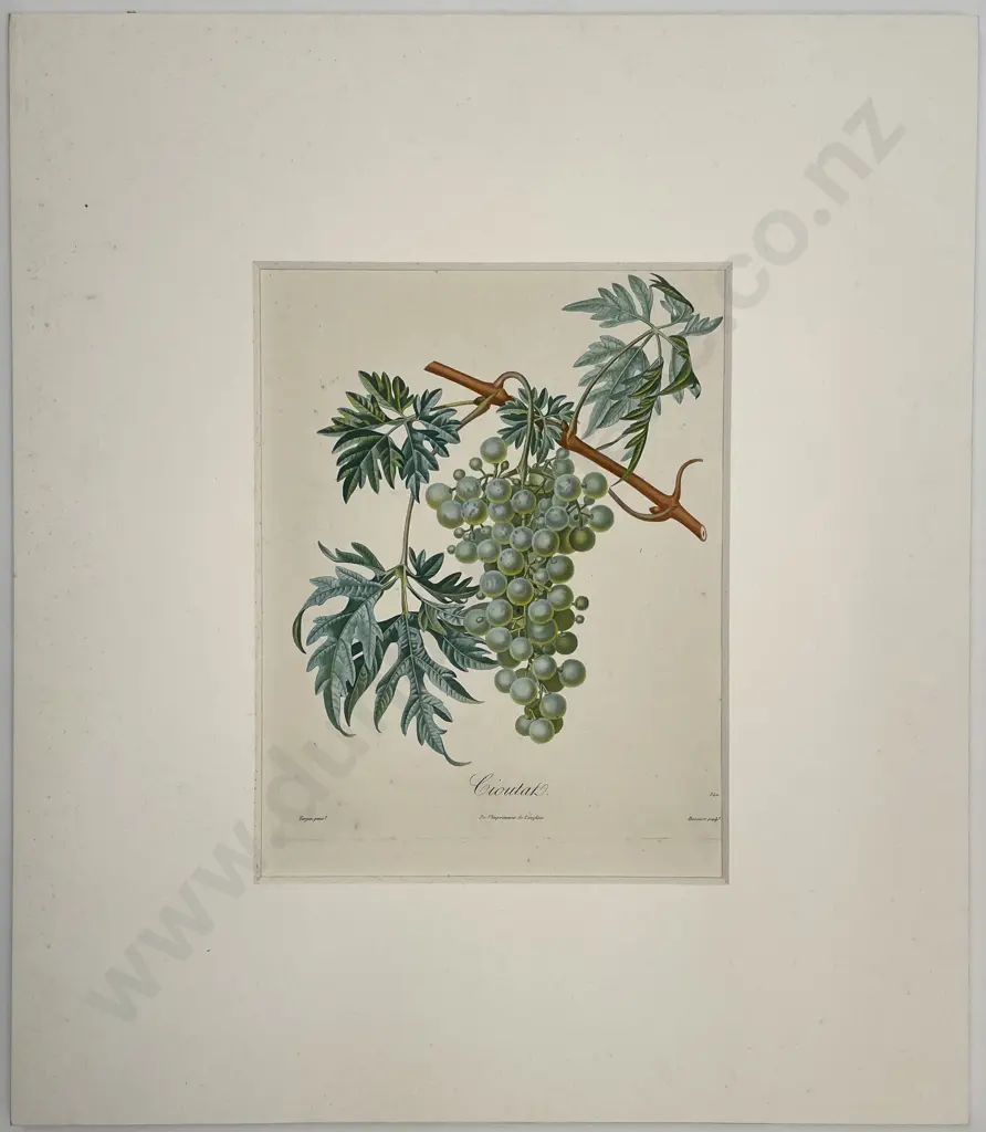 2 Lithographic Fruit Prints "Cioutat" & 'Citrus-Citronier" Image 1++