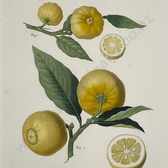 2 Lithographic Fruit Prints "Cioutat" & 'Citrus-Citronier"