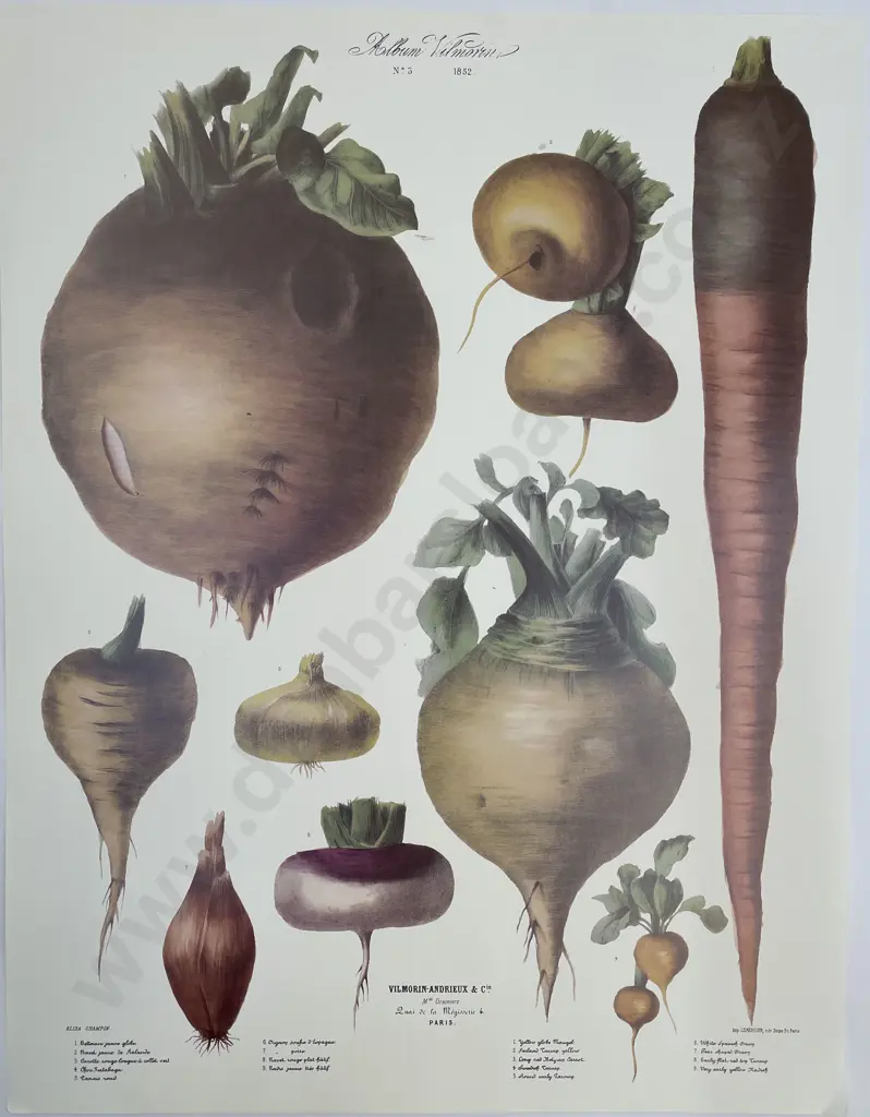 7 Large French Reproduction Coloured Prints Of Vegetables Image 1++