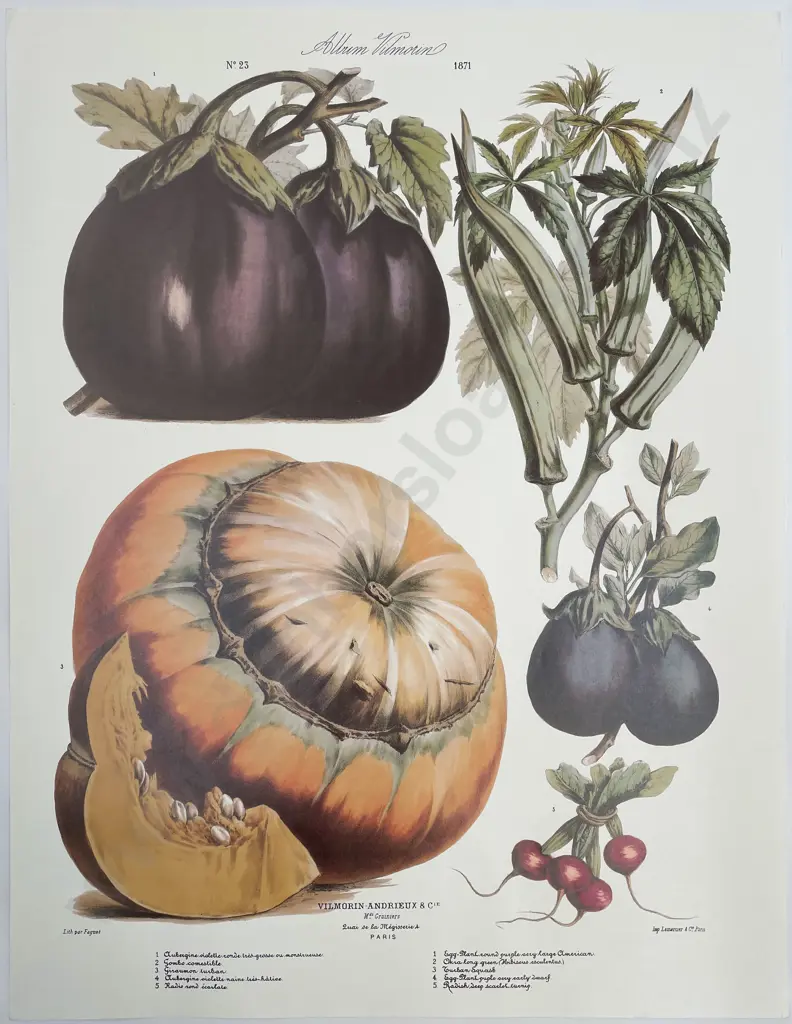 7 Large French Reproduction Coloured Prints Of Vegetables Image 1++