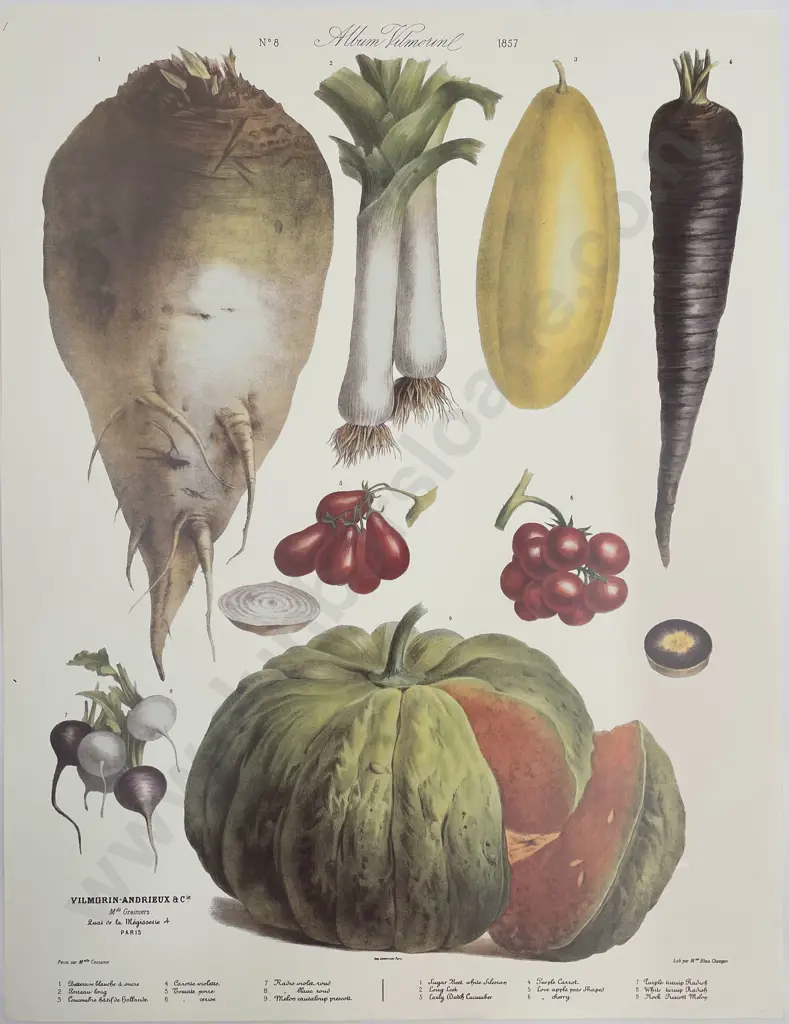 7 Large French Reproduction Coloured Prints Of Vegetables Image 1++