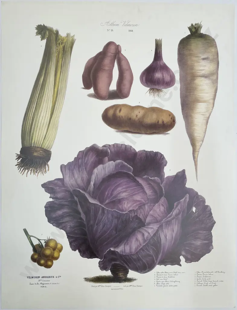 7 Large French Reproduction Coloured Prints Of Vegetables Image 1++