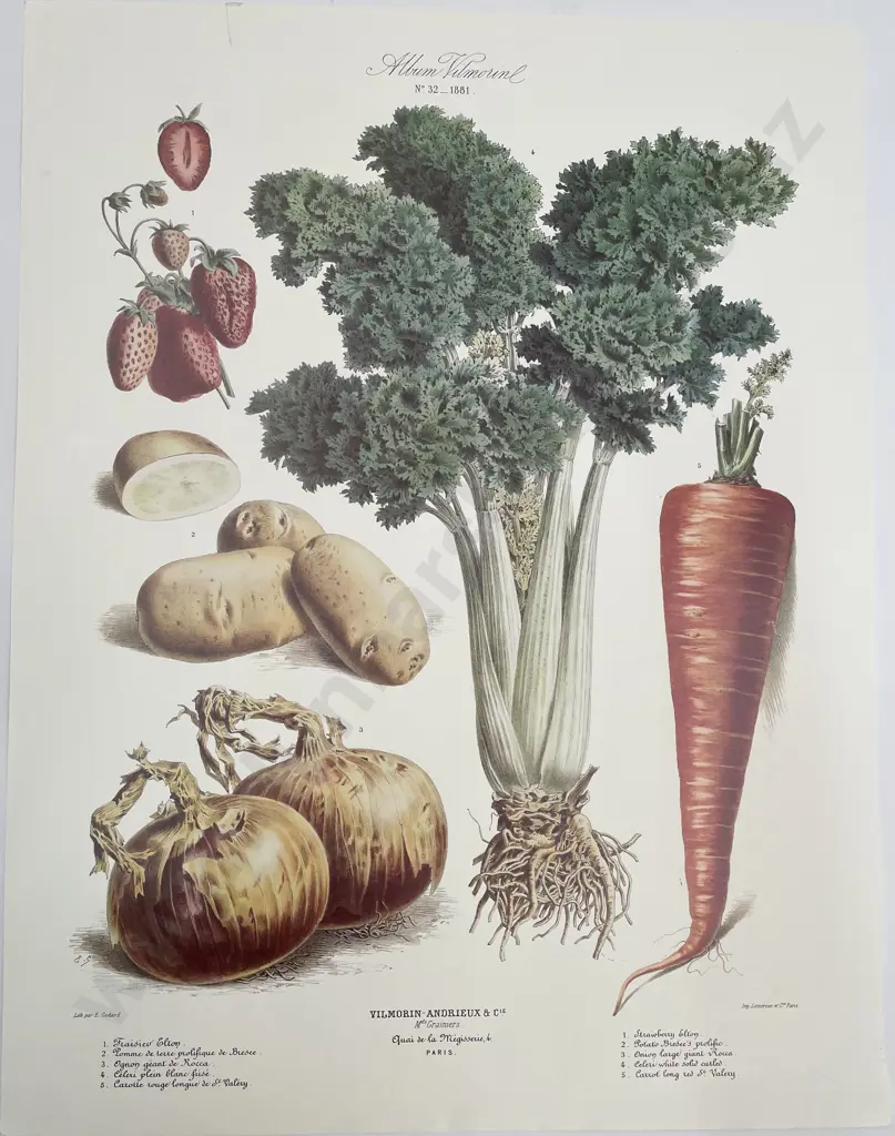 7 Large French Reproduction Coloured Prints Of Vegetables Image 1++