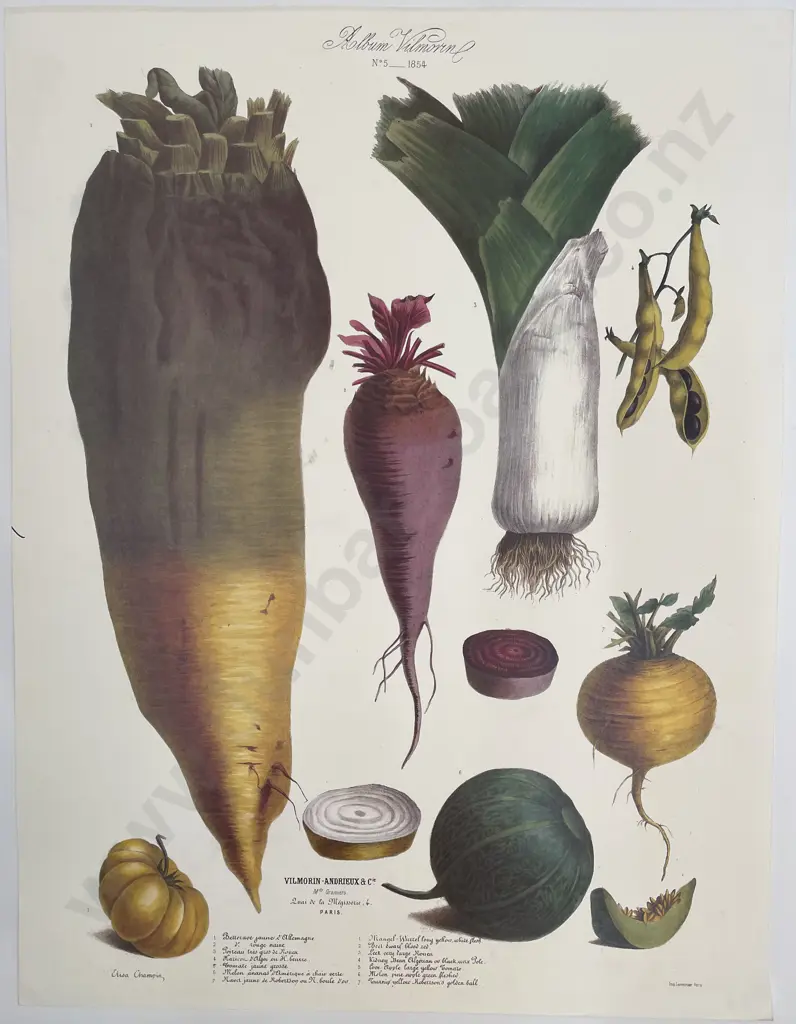 7 Large French Reproduction Coloured Prints Of Vegetables Image 1++