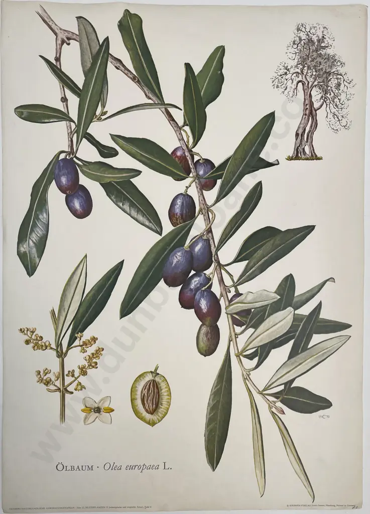 7 Large French Reproduction Coloured Prints Of Vegetables Image 1++