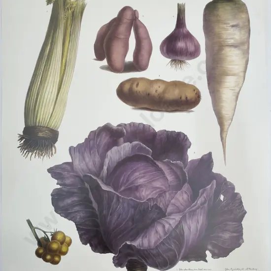 7 Large French Reproduction Coloured Prints Of Vegetables