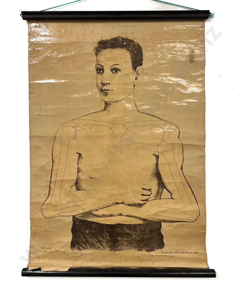3 Edwardian Anatomical Educational Hanging Wall Charts Image 1++