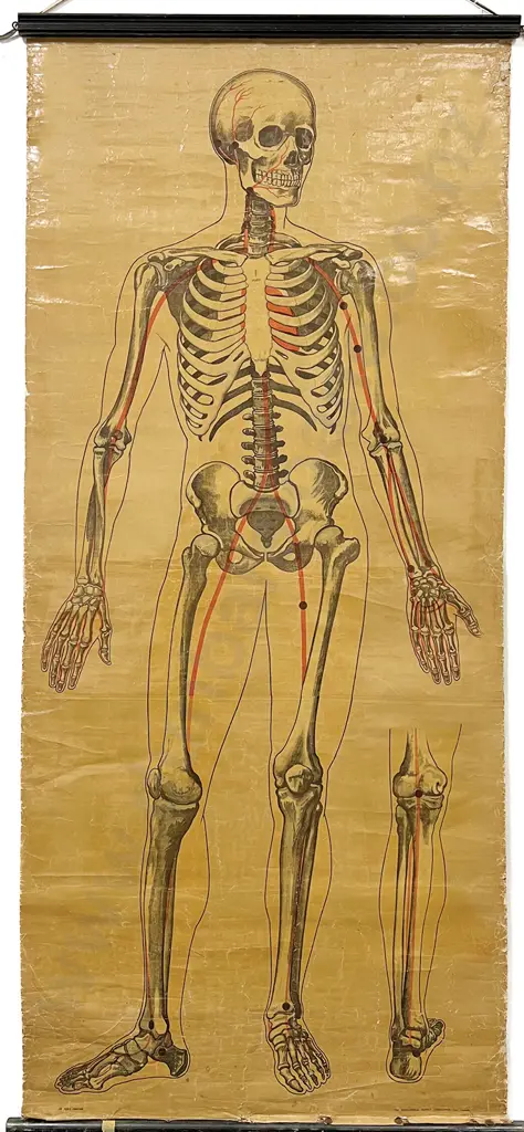 3 Edwardian Anatomical Educational Hanging Wall Charts Image 1++
