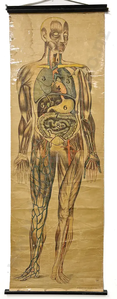 3 Edwardian Anatomical Educational Hanging Wall Charts Image 1++