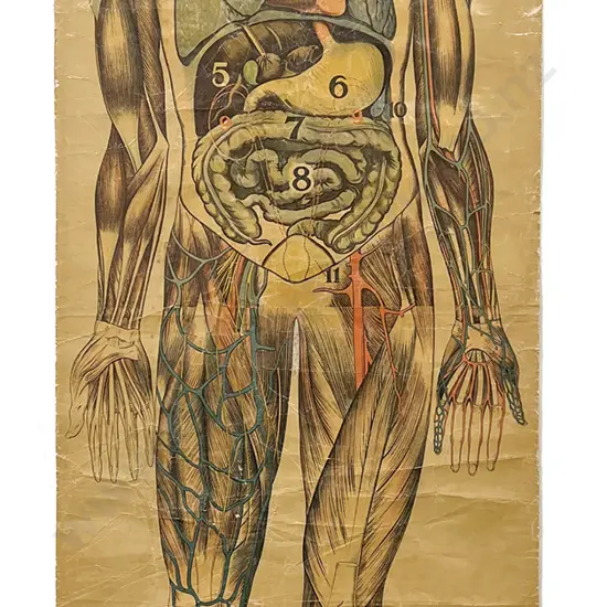 3 Edwardian Anatomical Educational Hanging Wall Charts