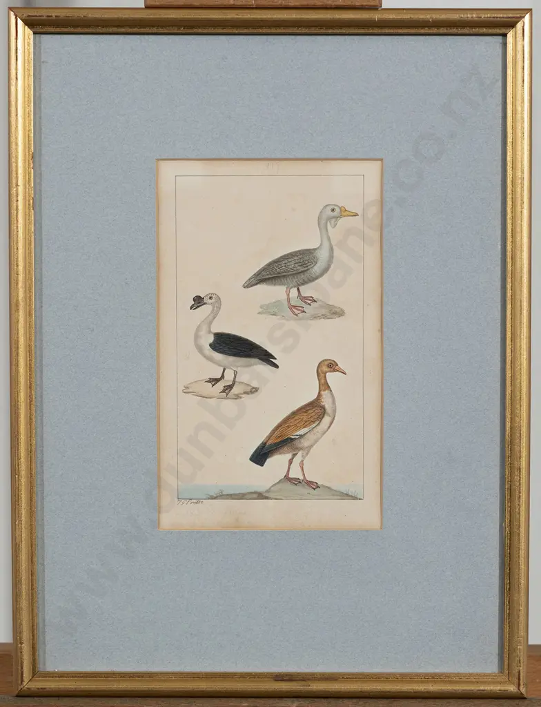 Jean-Gabriel Pretre (fl 1800-1850) 3 Watercolour Studies Each Of 3 Birds Image 1++