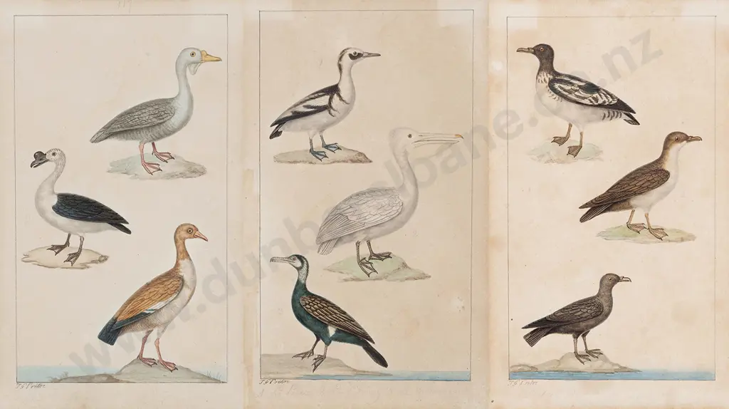 Jean-Gabriel Pretre (fl 1800-1850) 3 Watercolour Studies Each Of 3 Birds Image 1++