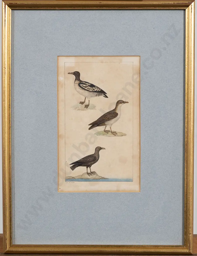 Jean-Gabriel Pretre (fl 1800-1850) 3 Watercolour Studies Each Of 3 Birds Image 1++