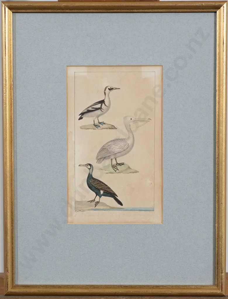 Jean-Gabriel Pretre (fl 1800-1850) 3 Watercolour Studies Each Of 3 Birds Image 1++
