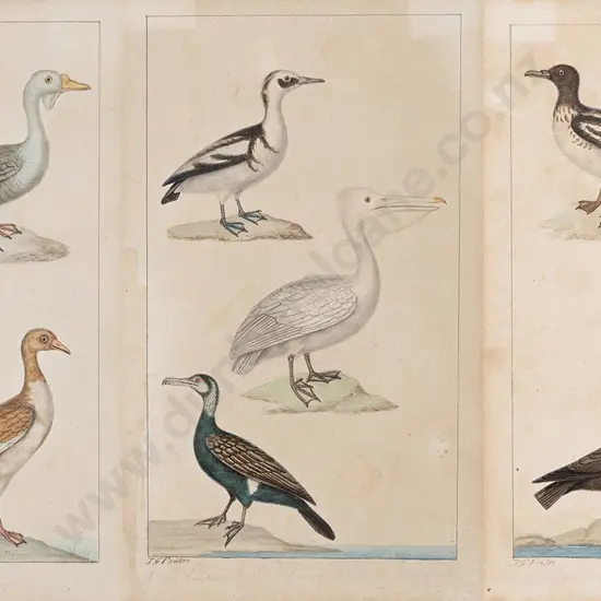 Jean-Gabriel Pretre (fl 1800-1850) 3 Watercolour Studies Each Of 3 Birds