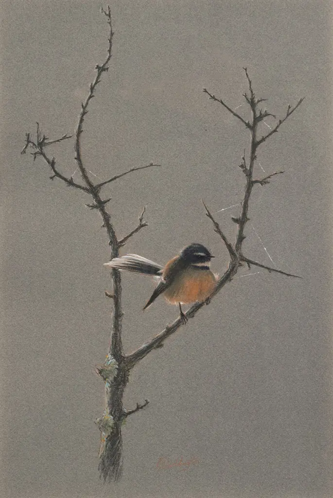 Phillip John Waddington - Fantail Image 1++