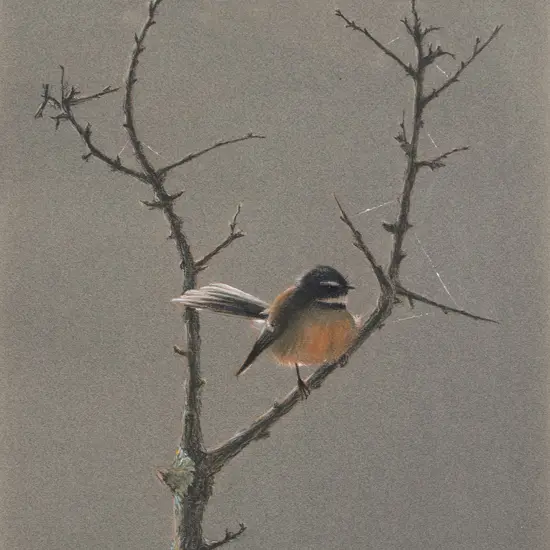 Phillip John Waddington - Fantail