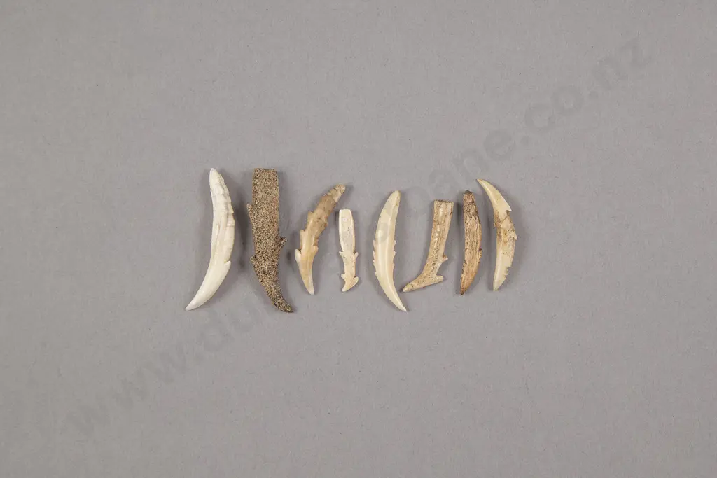 Eight Small Bone Fish Hooks Image 1++