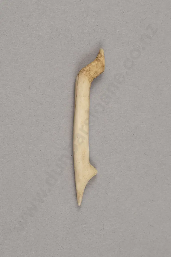 Bone Fish Hook Image 1++