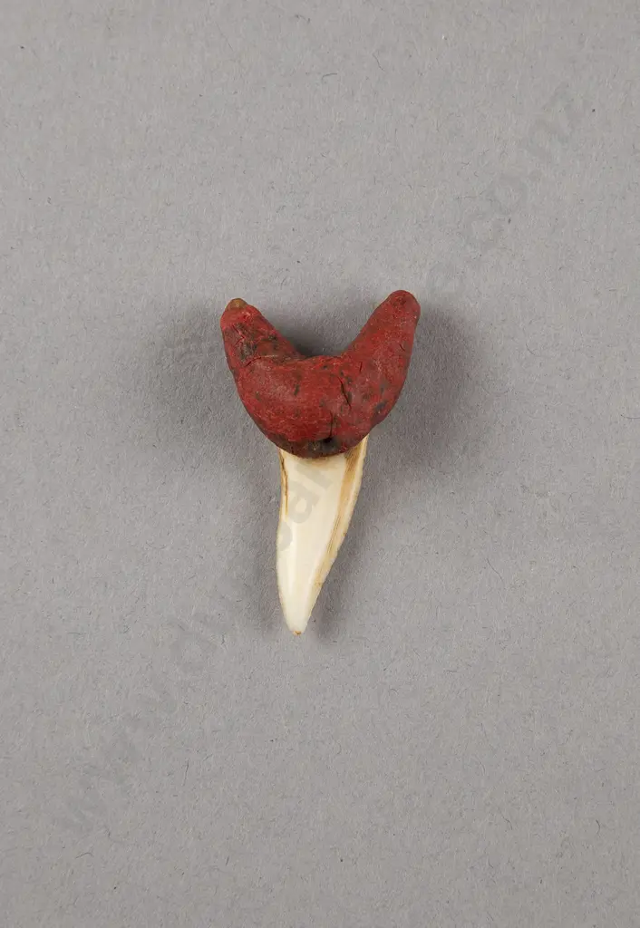 Mako (Shark Tooth Ear Pendant) Image 1++