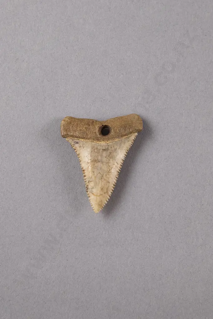 Mako (Shark Tooth Ear Pendant) Image 1++