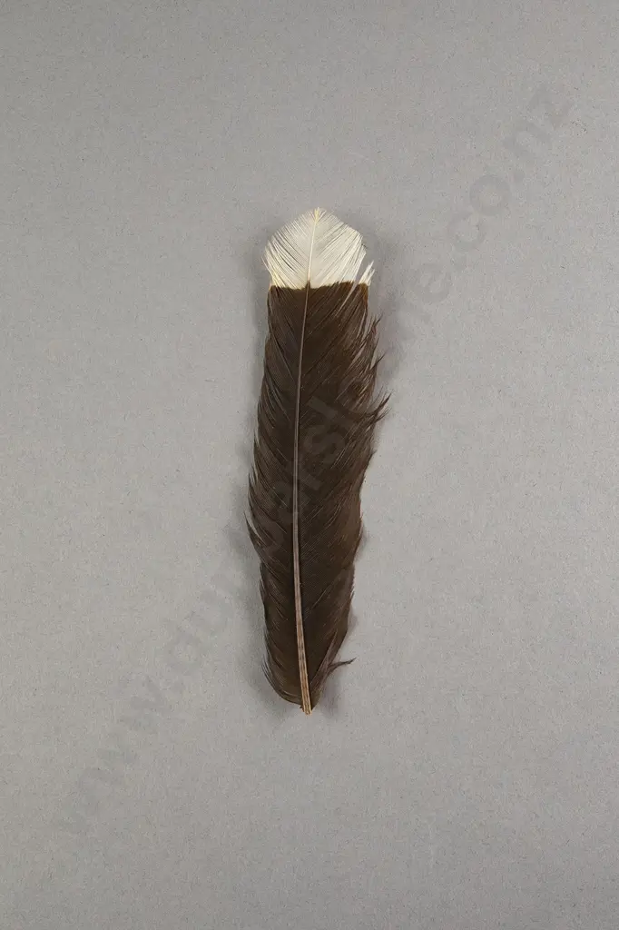 Huia Feather Image 1++
